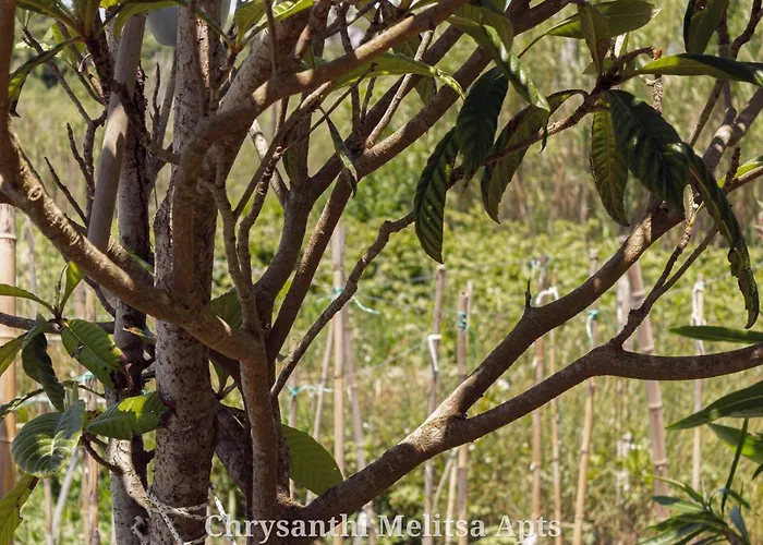 Σπίτι διακοπών Chrysanthi Melitsa Apts.