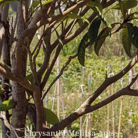 Feriehus Chrysanthi Melitsa Apts.